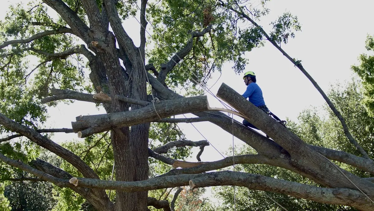Professional Crown Thinning performed by certified arborists in Dupont