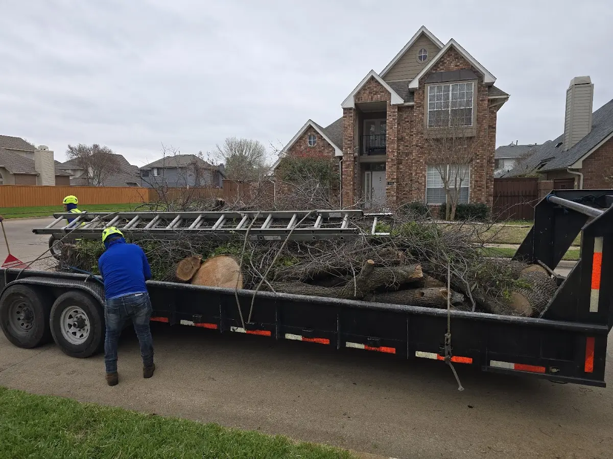 Expert Tree Removal with proper safety equipment in Dupont